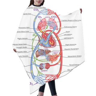 Personality  Human Bloodstream - Didactic Board Of Anatomy Of Blood System Of Human Circulation, Sanguine And Cardiovascular System Hair Cutting Cape