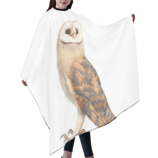 Personality  Beautiful Common Barn Owl On White Background Hair Cutting Cape