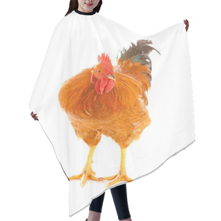 Personality  Rooster Hair Cutting Cape
