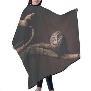 Personality  Cute Wild Owl On Wooden Branch On Black Background Hair Cutting Cape