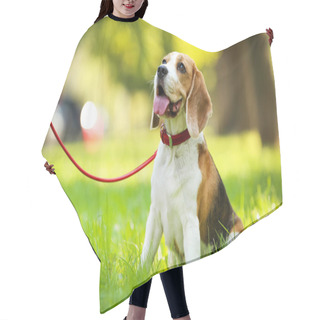 Personality  Beagle Dog Sitting On The Grass In Park Hair Cutting Cape