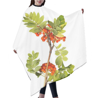 Personality  Branch Of Mountain Ash With Ripe Berries And Green Foliage On White Isolated Background Hair Cutting Cape