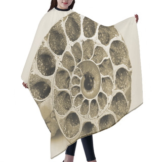 Personality  Cockleshell (fossil) Hair Cutting Cape