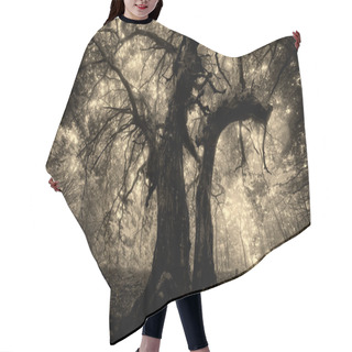 Personality  Spooky Looking Tree With Twisted Branches In Mysterious Forest With Fog Hair Cutting Cape