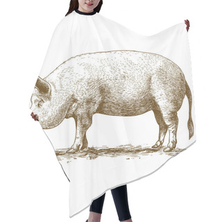 Personality  Vector Illustration Of Engraving Big Hog Hair Cutting Cape