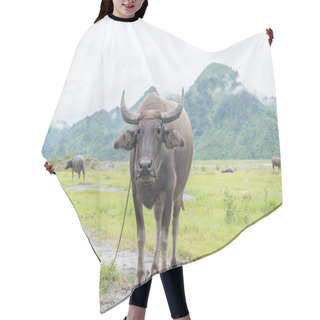 Personality  Water Buffalo Stand At Grassland Hair Cutting Cape