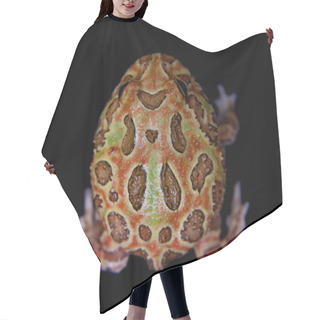 Personality  The Chachoan Horned Frog Isolated On Black Hair Cutting Cape