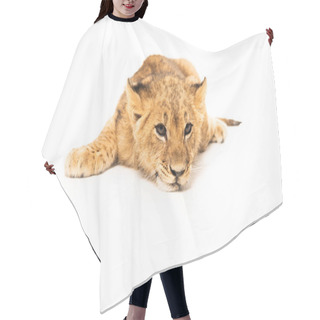 Personality  Adorable Lion Cub Lying Isolated On White Hair Cutting Cape