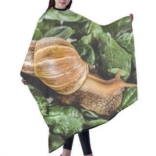 Personality  Slimy Brown Snail On Green Fresh Leaves Hair Cutting Cape