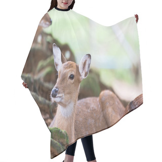 Personality  Herd Of Fallow Deer Hair Cutting Cape