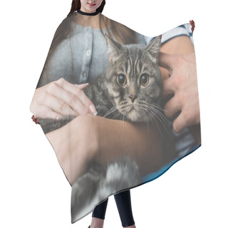 Personality  Cropped Shot Of Couple Petting Cute Tabby Cat Hair Cutting Cape