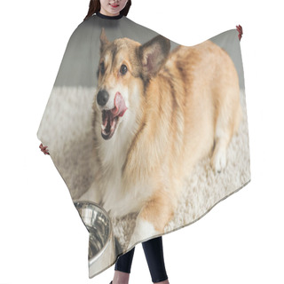 Personality  Cute Corgi Dog With Bowl Of Water Standing On Carpet Hair Cutting Cape