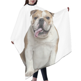 Personality  English Bulldog, 11 Months Old, Lying In Front Of White Background Hair Cutting Cape