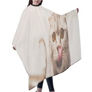 Personality  Panoramic Shot Of Cute Grey Scottish Fold Cat Licking Nose In Kitchen  Hair Cutting Cape