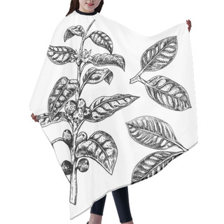 Personality  Hand Drawn Set Of Coffee Plant. Leaves And Twig. Sprig With Coffee Beans. Vector Sketch Hair Cutting Cape