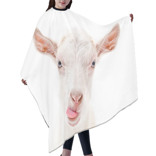 Personality  Portrait Of A Goat Showing Tongue Hair Cutting Cape