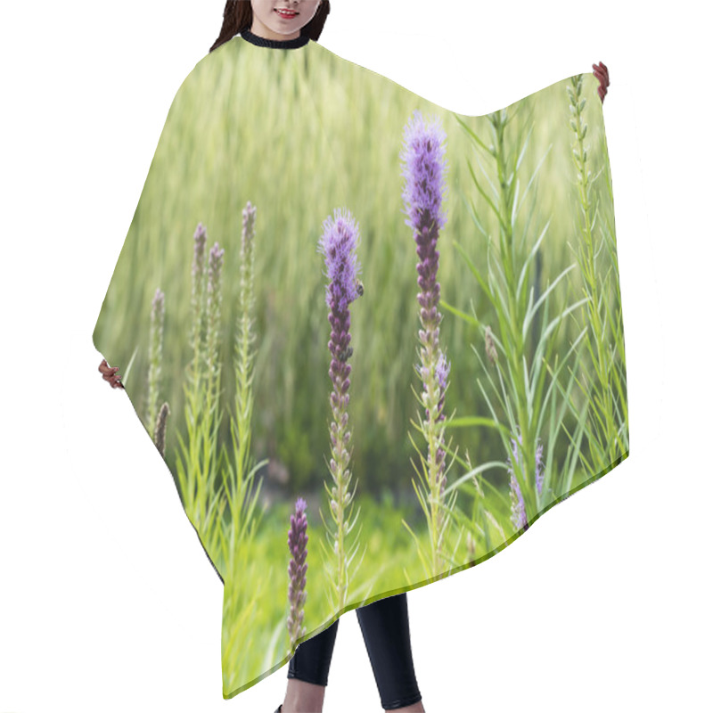 Personality  selective focus of blooming purple lupines in summer hair cutting cape