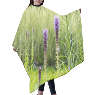 Personality  Selective Focus Of Blooming Purple Lupines In Summer Hair Cutting Cape