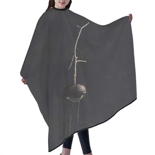 Personality  Mysterious Caramelized Black Apple, Leaning Caramel And Suspended In The Air In A Dark Environment, Halloween Concept Hair Cutting Cape