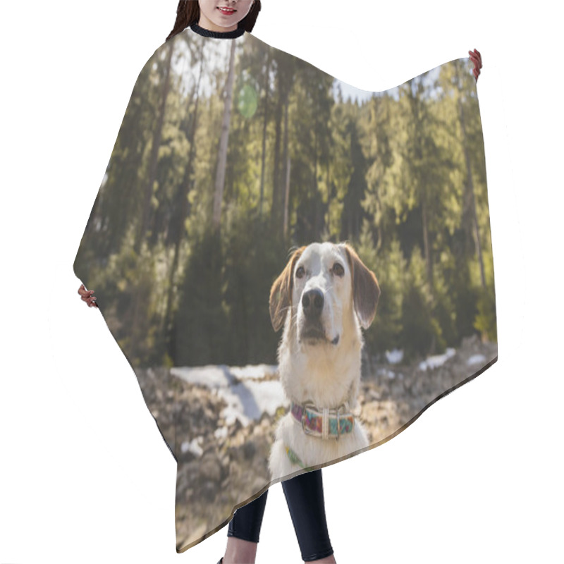 Personality  Dog Looking Away In Blurred Forest In Spring  Hair Cutting Cape