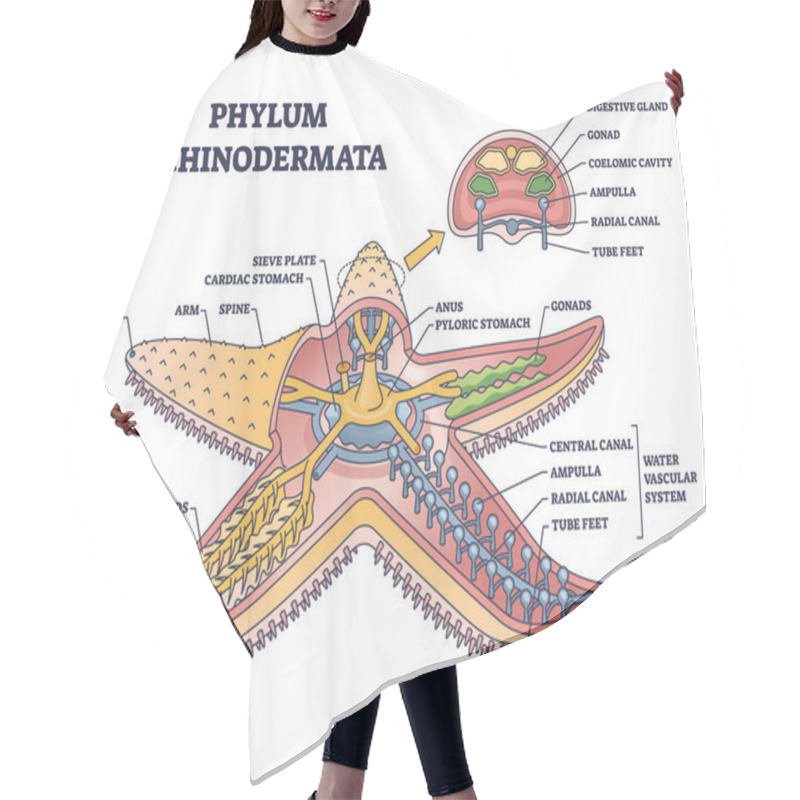 Personality  Phylum Echinodermata Or Starfish Anatomy With Inner Structure Outline Diagram. Labeled Educational Detailed Scheme With Zoology Description For Sea Life Animal Inner Organs Vector Illustration. Hair Cutting Cape