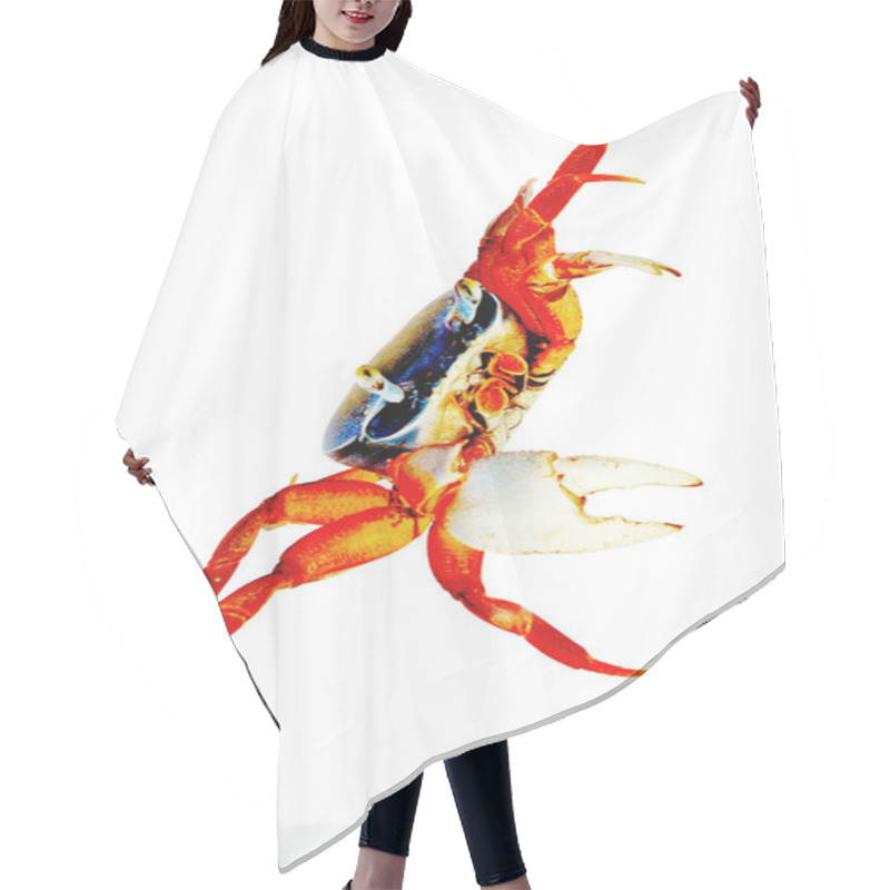 Personality  Crab On White Hair Cutting Cape