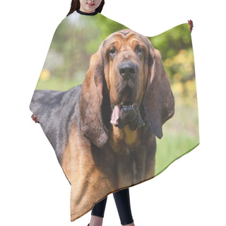 Personality  Portrait Of Nice Bloodhound Hair Cutting Cape