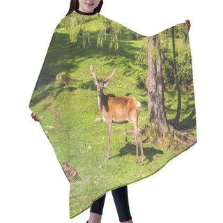 Personality  Wild Deer In A Forest Hair Cutting Cape