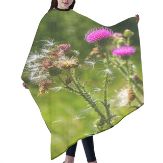 Personality  Thistle Carduus Acanthoides Grows In The Wild In Summer. Hair Cutting Cape