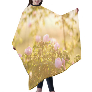 Personality  Bush Wild Roses In Warm Light Of Sun, Soft Focus Hair Cutting Cape