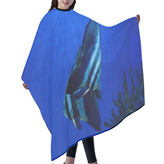 Personality  Striped Fishes Swimming Under Water In Aquarium With Blue Lighting Hair Cutting Cape