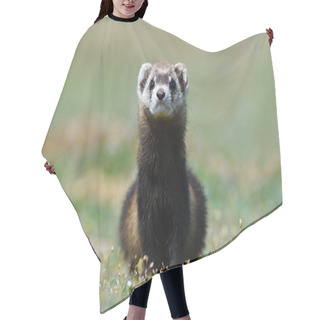 Personality  The Steppe Polecat Or Masked Polecat In Natural Habitat (Mustela Eversmanii) Hair Cutting Cape