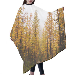 Personality  Beautiful Golden Larches In Mountains, Canada. Fall Season. Hair Cutting Cape