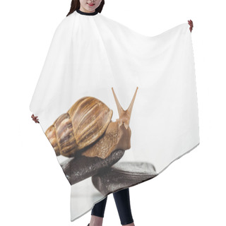 Personality  Brown Snail On Spa Stones On White Background Hair Cutting Cape