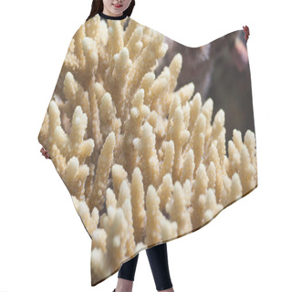 Personality  Beautiful Finger Coral Hair Cutting Cape