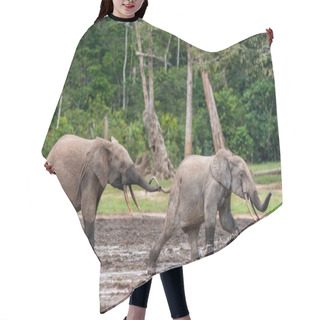 Personality  Attacking Forest Elephants Of Congo Basin Hair Cutting Cape