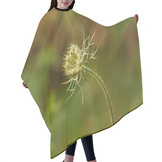 Personality  Thistle On Green Background In Evening Light. Hair Cutting Cape
