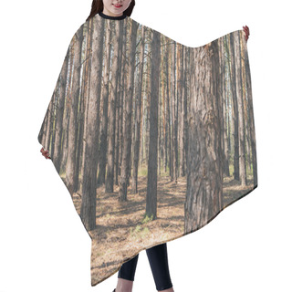 Personality  Selective Focus Of Tree Trunks In Summer Woods  Hair Cutting Cape
