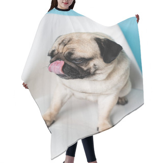 Personality  Close Up View Of Pug Dog Licking Nose While Sitting On Chair On Blue Background Hair Cutting Cape