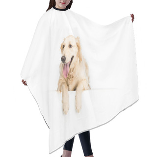 Personality  Dog With Empty Blank Hair Cutting Cape