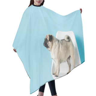 Personality  Fawn Color Pug Looking Away While Standing On White Chair On Blue Background Hair Cutting Cape