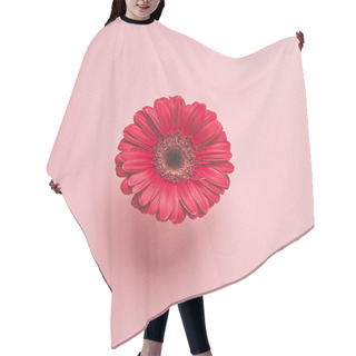Personality  Close-up View Of Beautiful Red Gerbera Flower Isolated On Pink Hair Cutting Cape