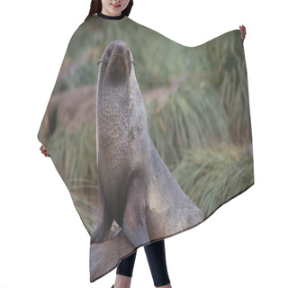 Personality  Fur Seal Hair Cutting Cape