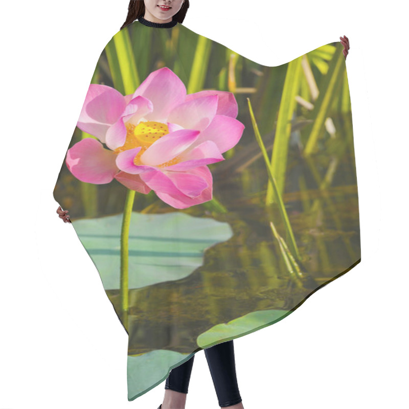 Personality  A Beautiful Wild Waterlily Or Lotus Flower In Natural. Hair Cutting Cape