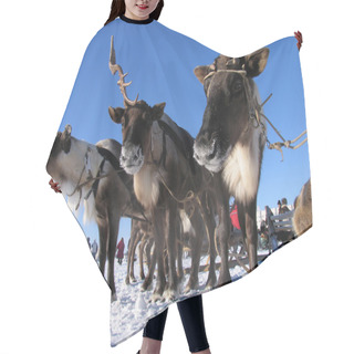Personality  Reindeers In Harness. National Holiday. Strangers In The Background. Hair Cutting Cape