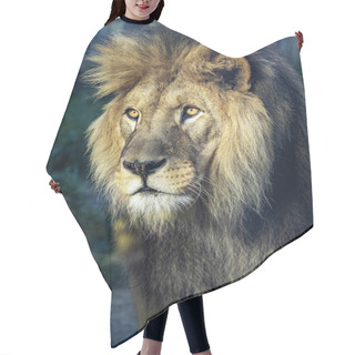 Personality  Portrait Of A Beautiful Big Male Barbary The Lion, Panthera Leo Leo Hair Cutting Cape