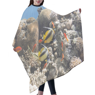 Personality  Colorful Coral Reef With Hard Corals In Tropical Sea , Underwate Hair Cutting Cape