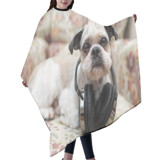 Personality  Cute Shih Tzu Lying On The Shabby Chic Chair  Hair Cutting Cape