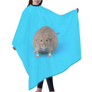 Personality  Portrait Of A Domestic Rat On Blue Background Hair Cutting Cape