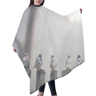 Personality  Sparrows Hair Cutting Cape